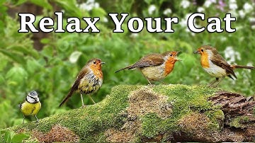 Calming Videos for Cats - TV to Relax Your Cat and My Cat at Home : The Bird Garden