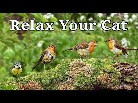 calming-videos-for-cats---tv-to-relax-your-cat-and-my-cat-at-home-:-the-bird-garden