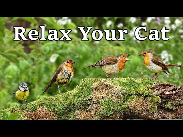 Calming Videos for Cats - TV to Relax Your Cat and My Cat at Home : The Bird Garden class=