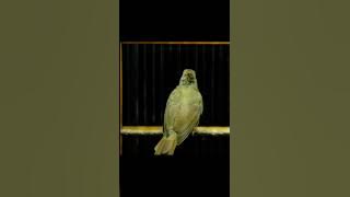 KAPAS TEMBAK GACOR NGEBREN NEMBAK PANJANG - 062 #kapastembak #birds #kapastembakgacor