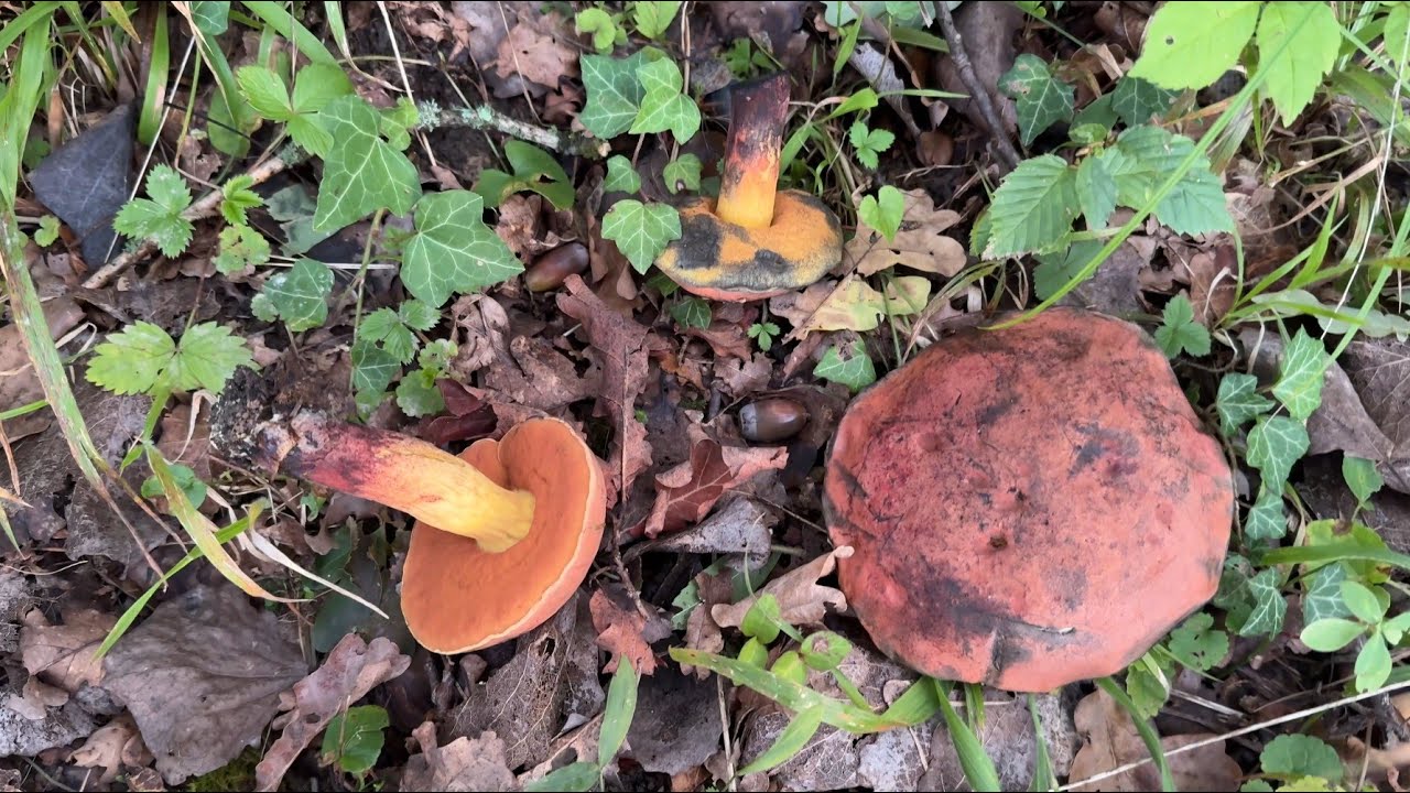 Suillellus queletii, September 9, 2027