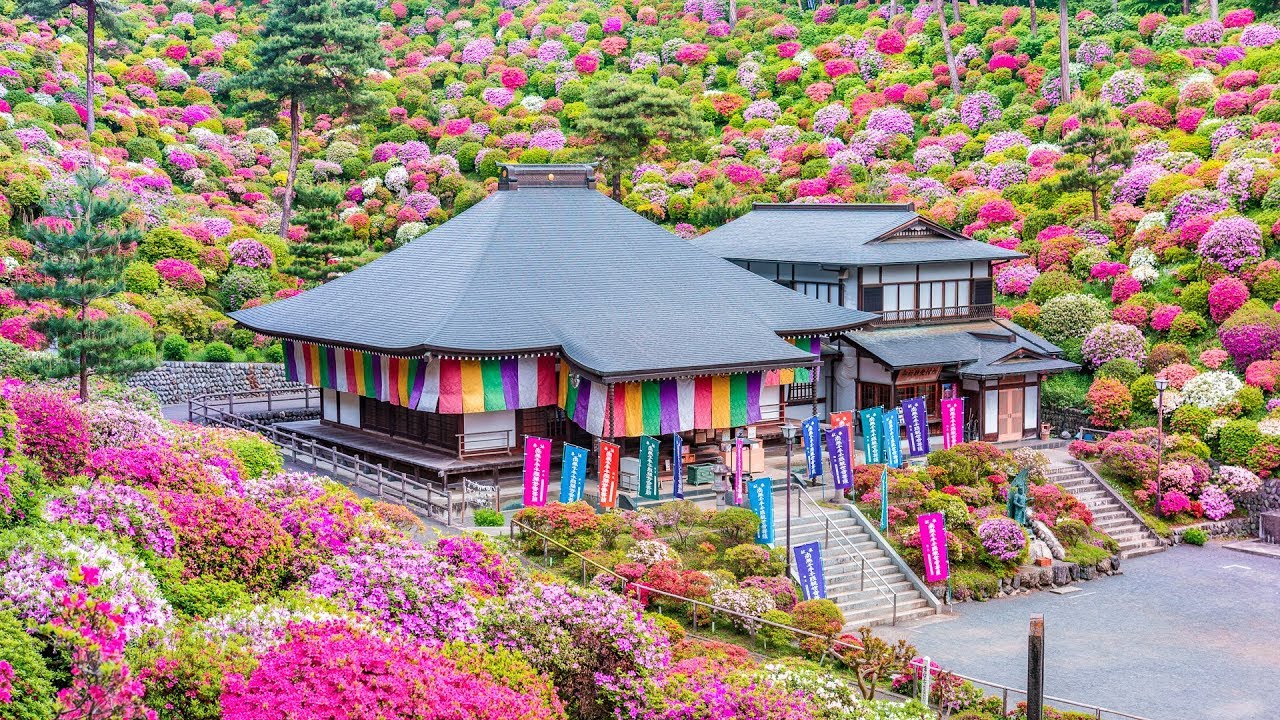 4k 塩船観音寺のツツジ Azelea Garden In Shiofune Kannon Temple Shot On Samsung Nx1 Youtube