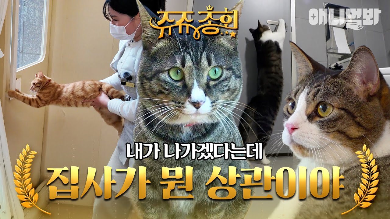 [#쥬쥬총회] 옆집 강아지는 매일 나가는데 왜 나는 안되는 거야 집사?😾 #TV동물농장 #AnimalFarm #애니멀봐