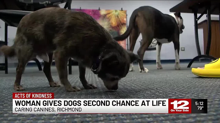 Abandoned dogs get second chance at life thanks to trainer