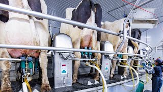 Modern Cow Farming Harvest Milking Technology #Withme Modern Cow Raising Process