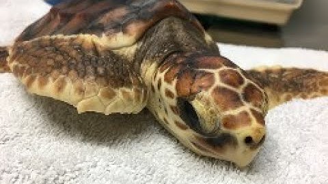 Video: Florida Aquarium releases turtle hatchlings