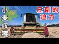 【小麦収穫】1週間のコンバイン作業と出荷のリアル