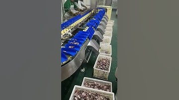 Squid Octopus Aquatic Sorting Machine Grading Machine Weight Sorter