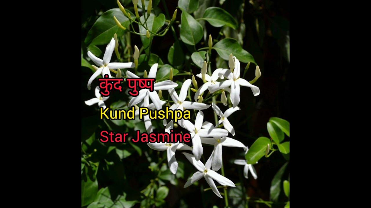star-jasmine-meaning-in-hindi-with-picture-star-jasmine-matlab-kya-hai