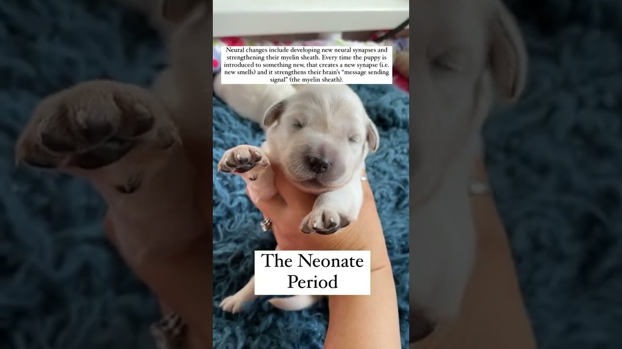 Puppy Neonate Period