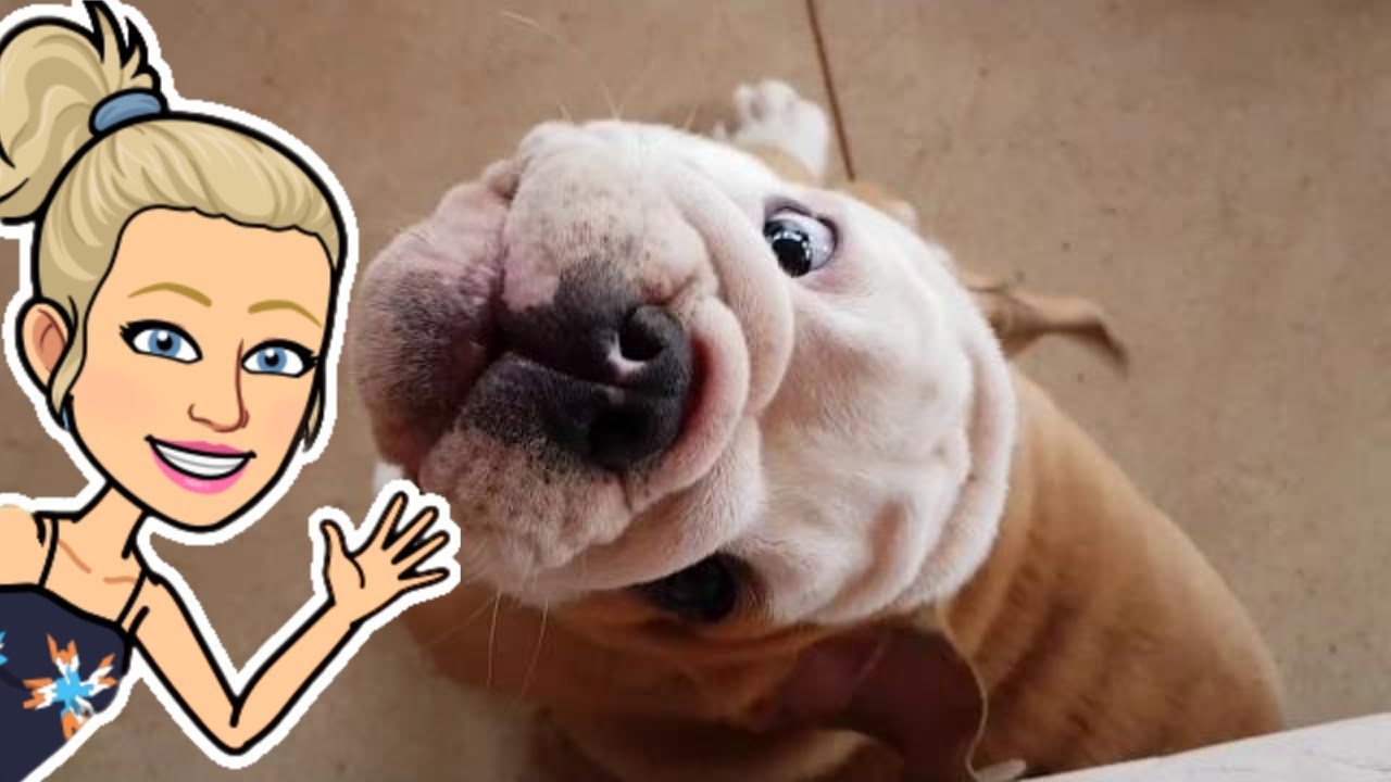 Morning Zoomies English Bulldog Puppy YouTube