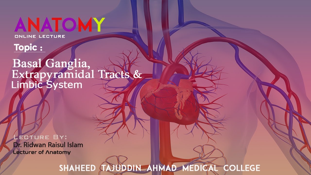 Basal Ganglia, Extrapyramidal Tracts & Limbic System CNS & Eye Ball