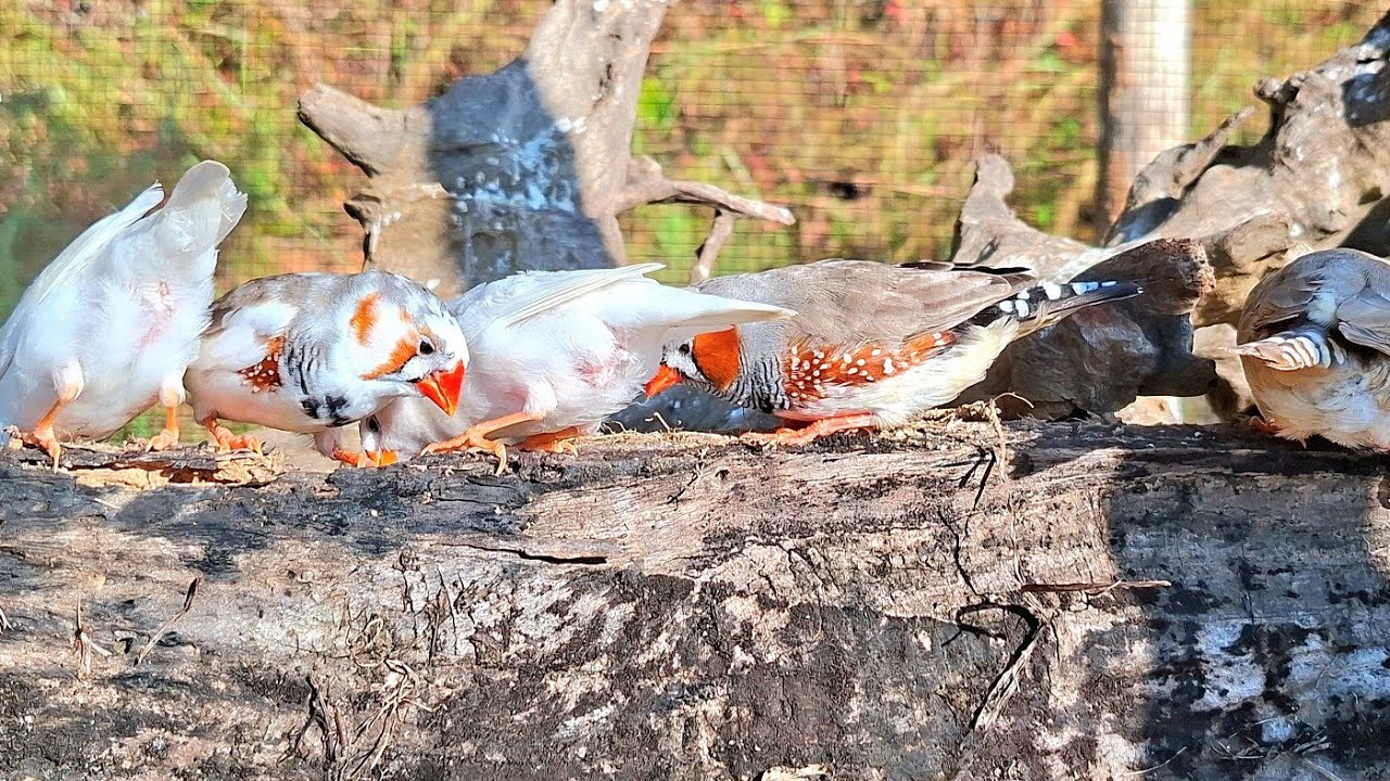 Zebra finches sing a sweet song so fancy and funny in a good view today. Zebra finch singing sound. 