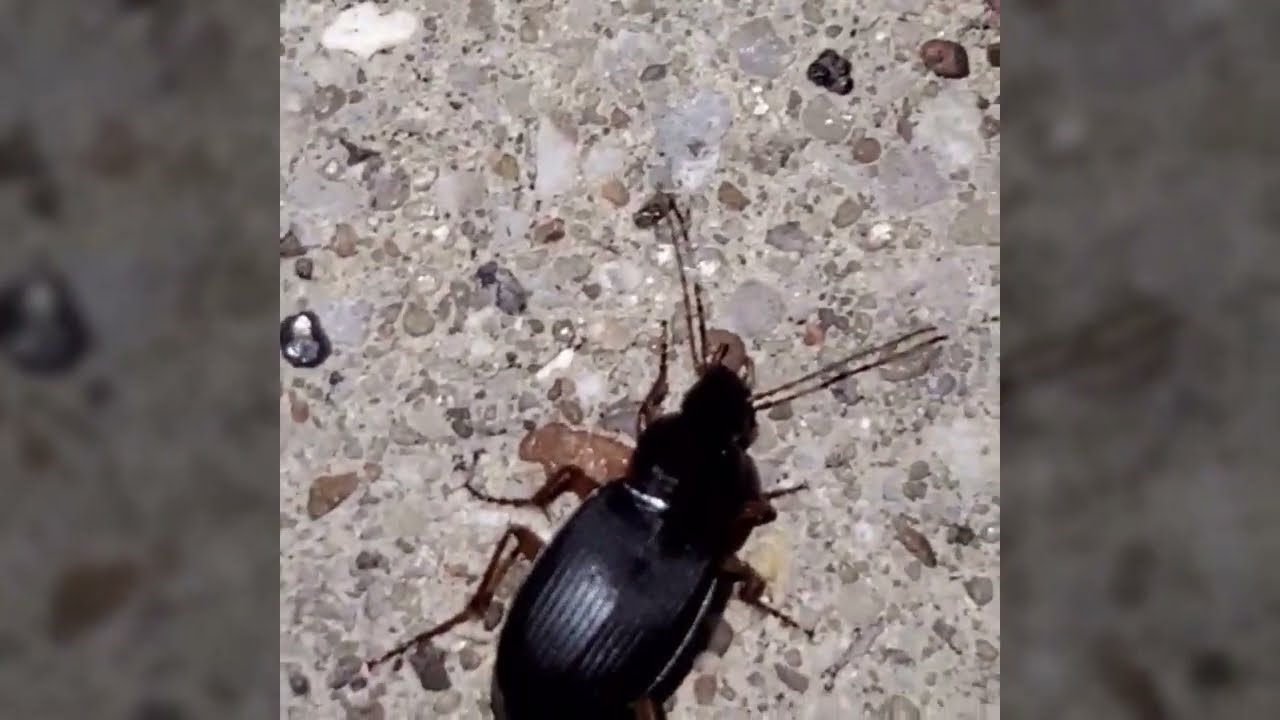 black ground beetles