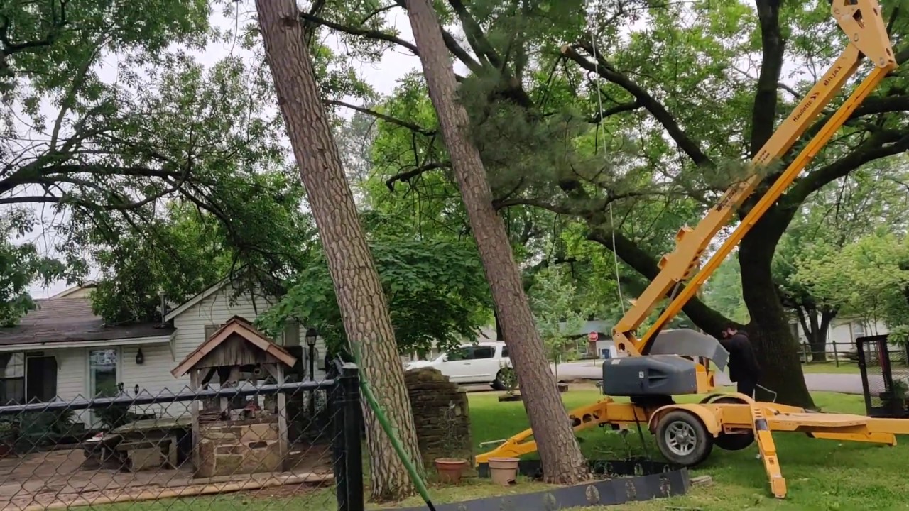 My biggest tree job so far YouTube