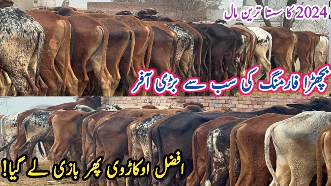 How to start wacha Farming || Calf Cattle Farm | Low Cost Prices ...
