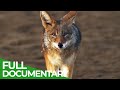 Beach Jackals How Humans Forced Wild Canines To Change Their Lifes Free Documentary Nature Beach Jackals How Humans Forced Wild Canines To Change Their Lifes Free Documentary Nature