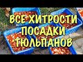 ВСЕ СЕКРЕТЫ правильной посадки ТЮЛЬПАНОВ: сроки, обработка, глубина, подкормка, как сажать детки