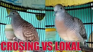 Perkutut Crosing dan lokal saling saut sautan bikin perkutut lain ngayer gacor