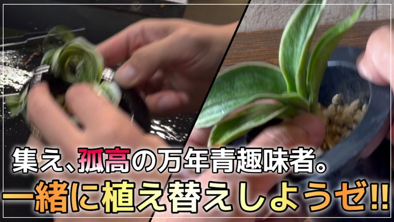 【必須スキル】万年青の植え替えの〝いろは〟