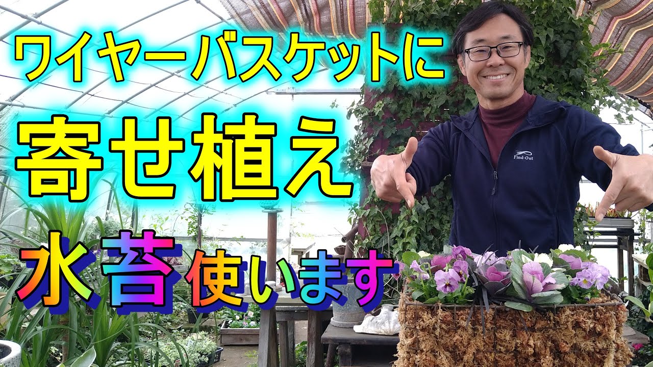 ガーデニング 寄せ植えの作り方 年間100個の寄せ植えを作るプロガーデナーが教えるちょっと変わった寄せ植え Youtube