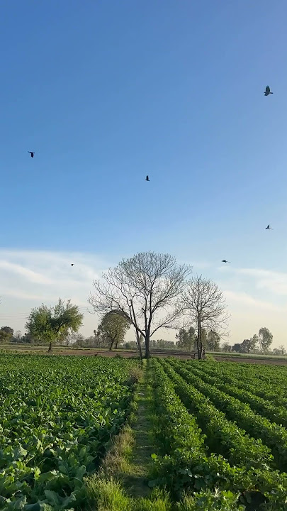 Farms