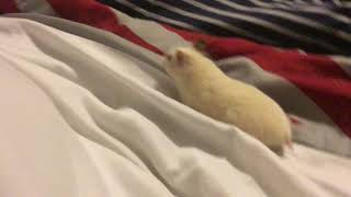 Hamster cams