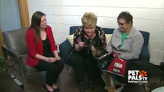 Service Dog for Diabetes Sufferer