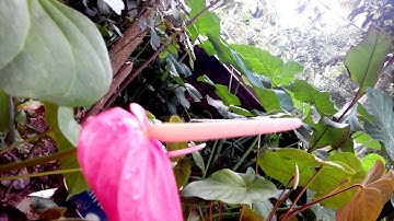 MICROMAX CANVAS 4 SAMPLE VIDEO 1080P (13MP primary camera)