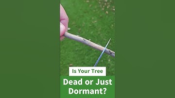 🌿 Is Your Tree Dead or Just Dormant? Here’s How to Tell!