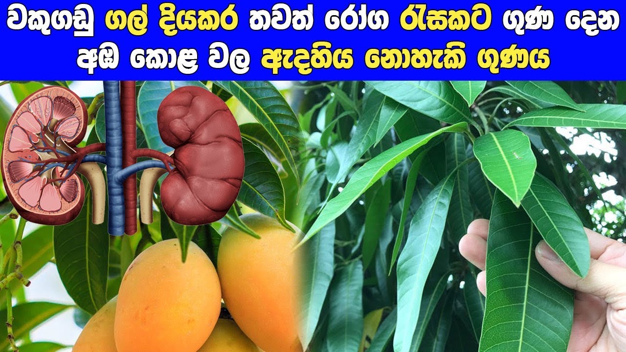 වකුගඩු ගල් ඇතුළුව රෝග රැසක් සුවකරන අඹ කොළ Mango leaves cure many