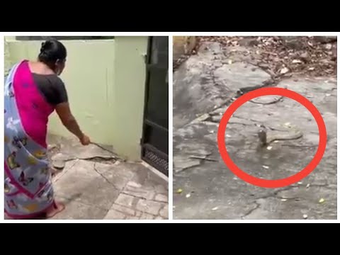 Woman gently requests Cobra to leave her house ;promises to feed milk next time it comes |Coimbatore