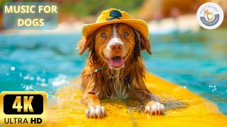 4K - 8 Hours Good and Relaxing Piano Music🐶Dog TV Music For Dogs To Sleep ♬ Calming Music For Dogs