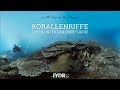 360 | Korallenriffe - Leben unter der Oberfläche (deutsch)