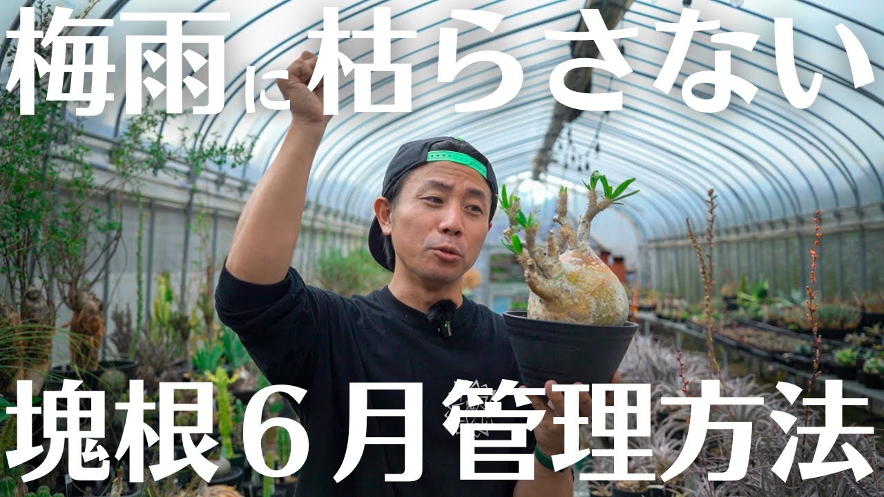 【これを見れば梅雨は怖くない】塊根植物パキポディウムグラキリスの梅雨の管理方法編！
