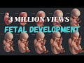 Fetal Development|| Month By Month || Development Of Baby in The Womb || Life Before Birth