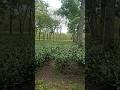 Section View after plucking #shorts #ytshorts #tea #plucking