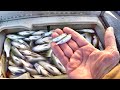 SECRETS For Catching LOADS Of White Perch!!! (SIMPLE and EASY)