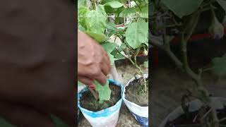 পুরাতন বেগুন গাছ নতুন করে হচ্ছে। Organic rooftop gardening. #shorts