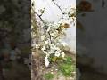 A poem written by the earth.#shortsfeed #viral #nature #ytshorts #osho