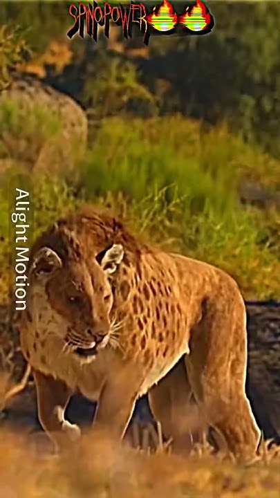 Smilodon fatalis (max size) vs saltwater crocodile (average size) #edit