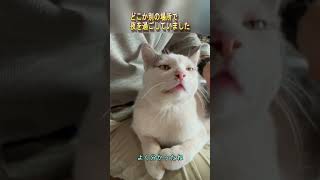【行方不明のシロ④】再会の翌日、実家を訪ねてきたシロ――その思いに応えたくて【オリジナルBGM】
