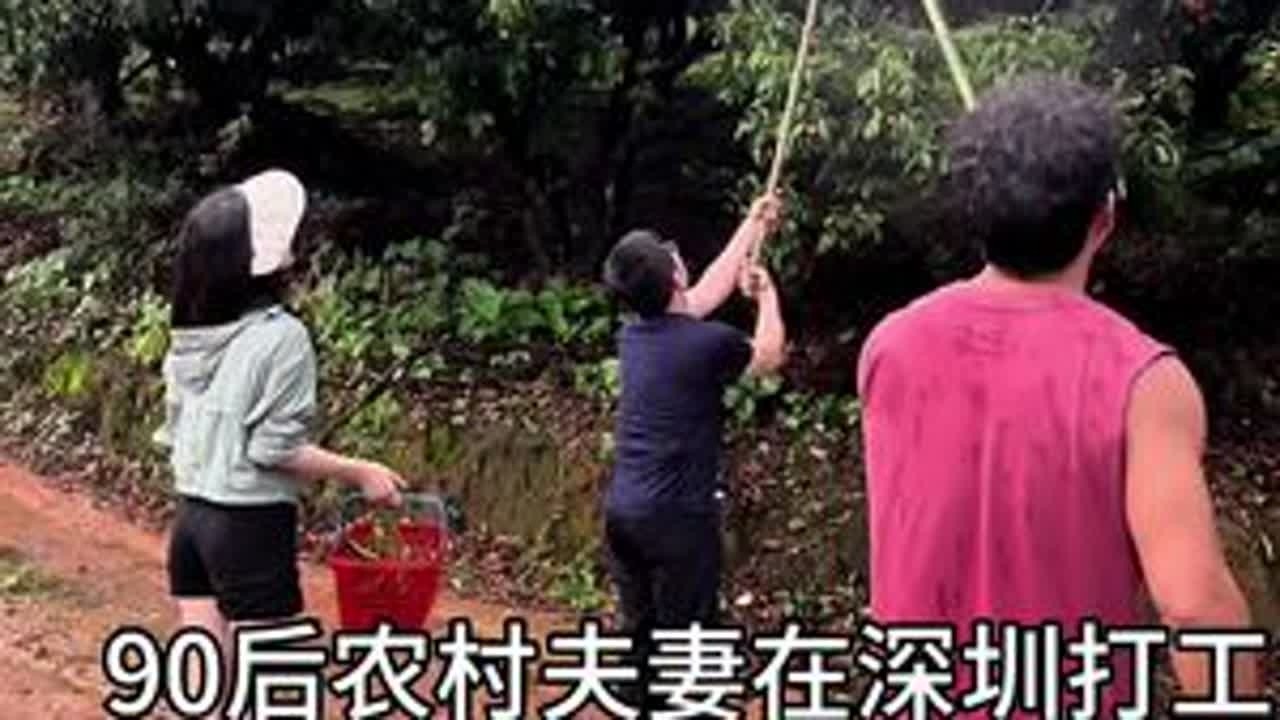 今天从深圳开1.5小时车和几个好朋友一起，到惠州博罗摘荔枝，坐在树下吃到饱，进场费9.9随便吃还能带走1斤，后面一共摘了18斤带走，180元换了一天摘荔枝吃荔枝的快乐，好满足啊！#摘荔枝 #桂味...