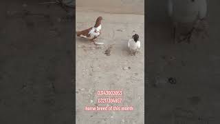 laal peshori zard gull breed chicks pair available in multan indian pakistan bird pigeonlover
