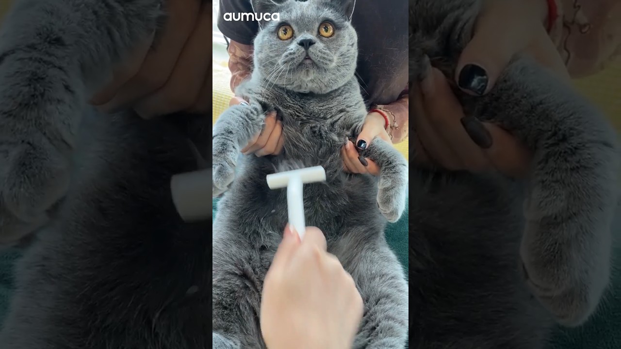 Grooming such a cute cat with 