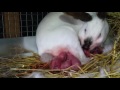 Rabbit birth of 18 baby bunnies