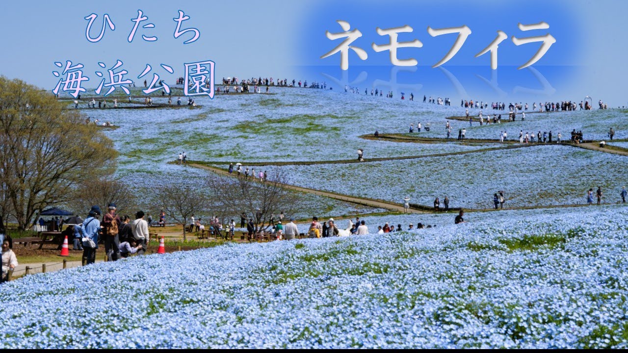国営ひたち海浜公園 みはらしの丘 ネモフィラ （4K映像