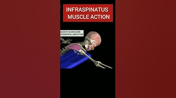 Infraspinatus Muscle Action #anatomy #innovation #anatomy_physiology #physicaltherapy #movement