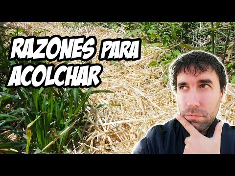 7 BENEFICIOS de poner Acolchado a tus Plantas 😱 | Huerto Ecológico | La Huerta de Ivan