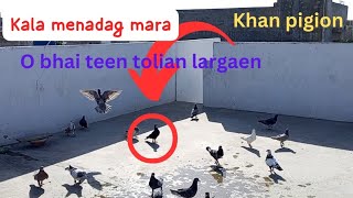 3 tolian lar gaen maza agya kala menadag pakra @Haseeb_Khan.-345